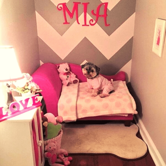 How to decorate a dog's room